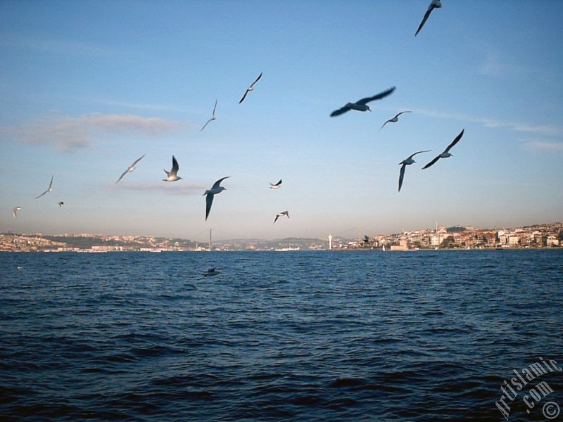 View of Bosphorus Bridge, Uskudar coast Kiz Kulesi (Maiden`s Tower) and sea gulls from the Bosphorus in Istanbul city of Turkey.
