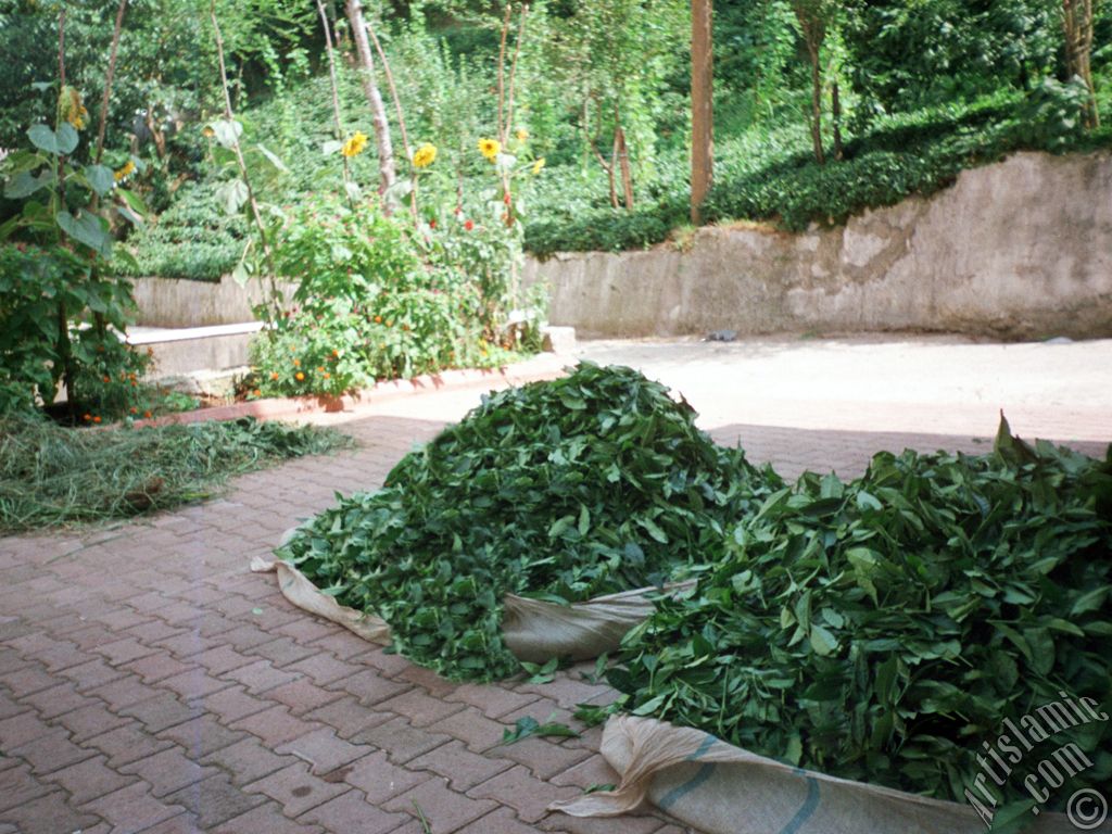 View of a garden and newly harvested tea leafs ready to be delivered to the tea factory in a village of `OF district` in Trabzon city of Turkey.
