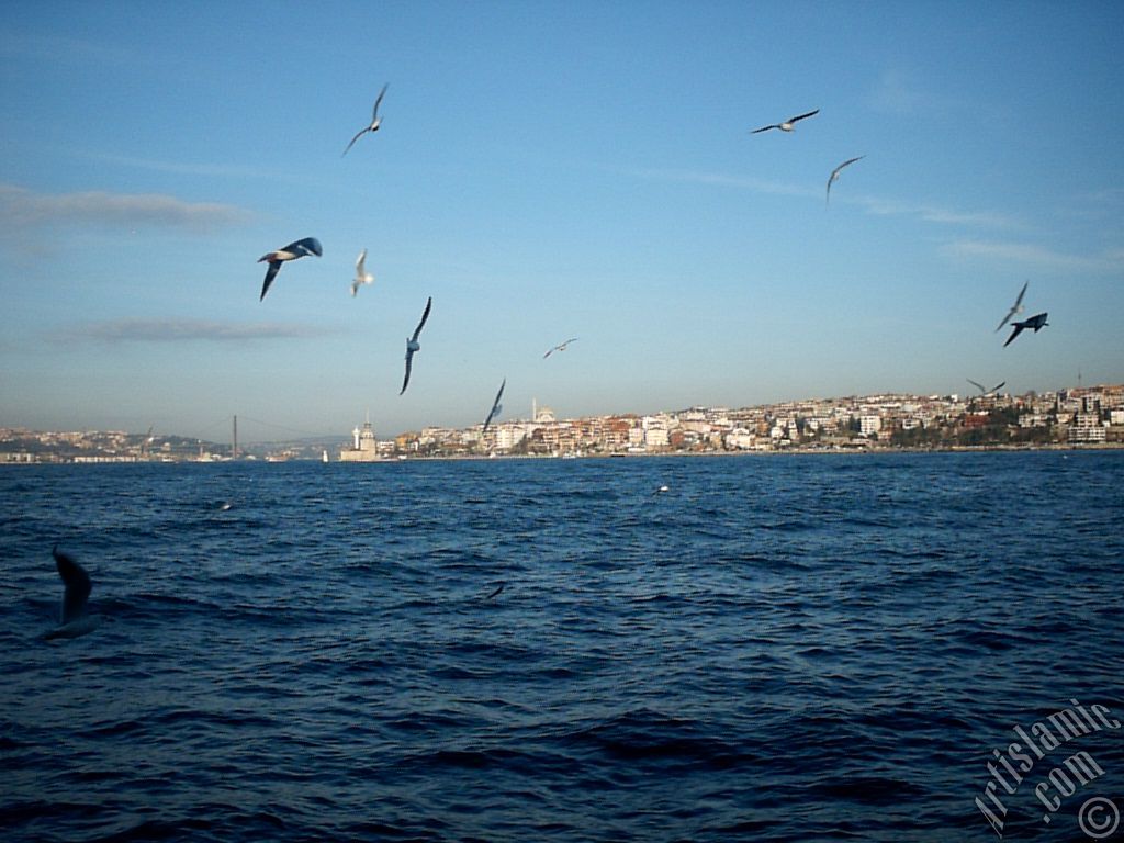 View of Bosphorus Bridge, Uskudar coast Kiz Kulesi (Maiden`s Tower) and sea gulls from the Bosphorus in Istanbul city of Turkey.
