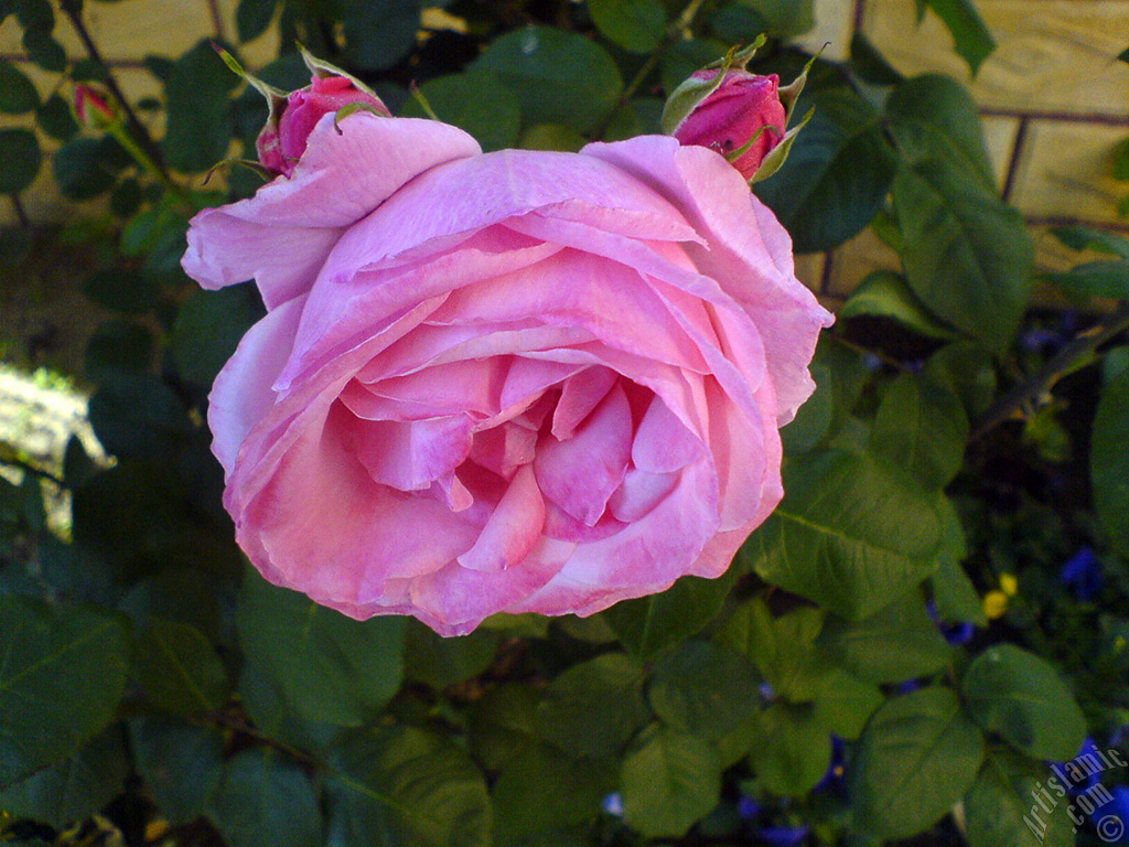 Pink rose photo.
