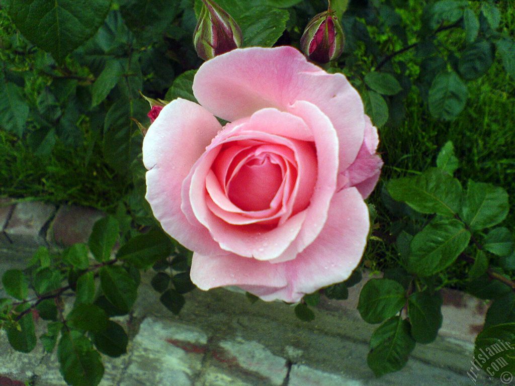 Pink rose photo.
