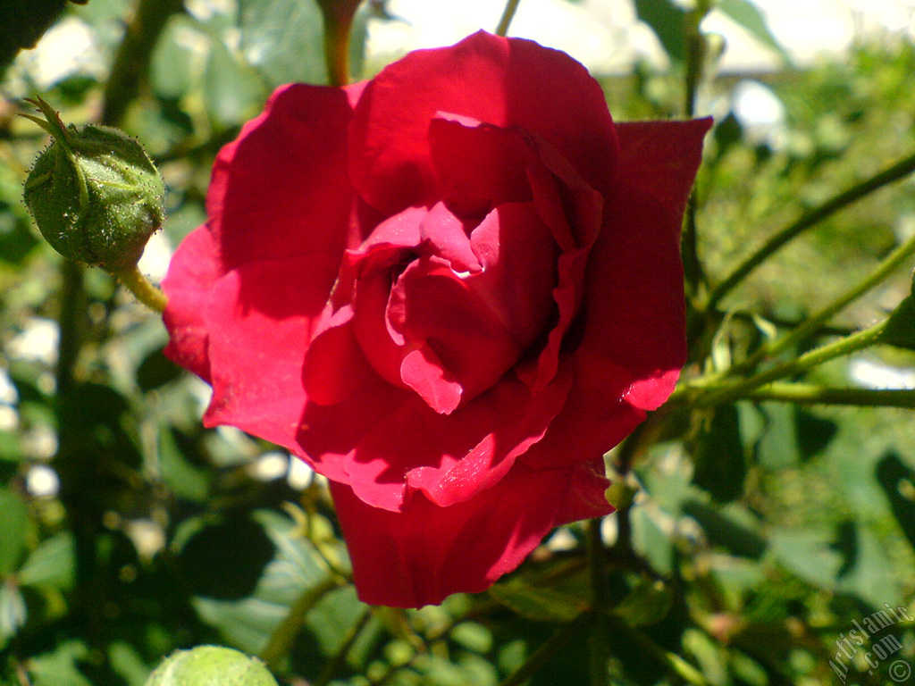 Red rose photo.
