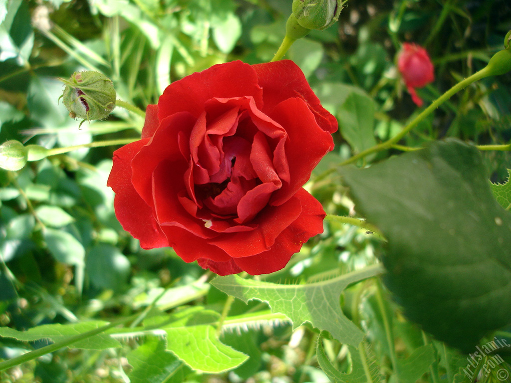 Red rose photo.
