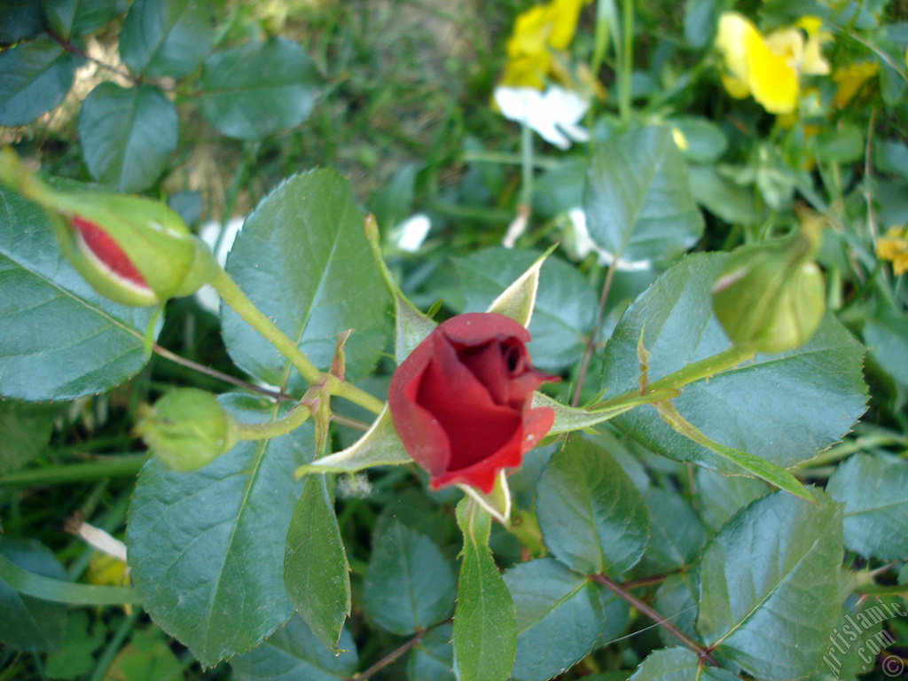 Red rose photo.
