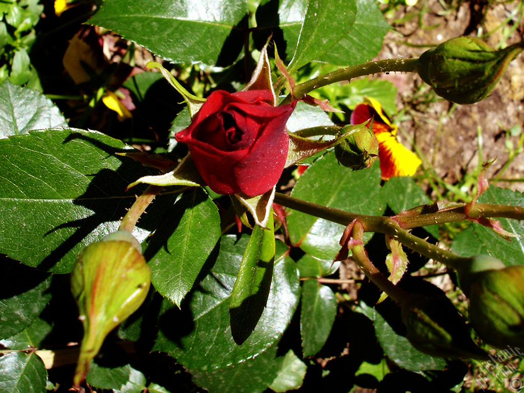 Red rose photo.
