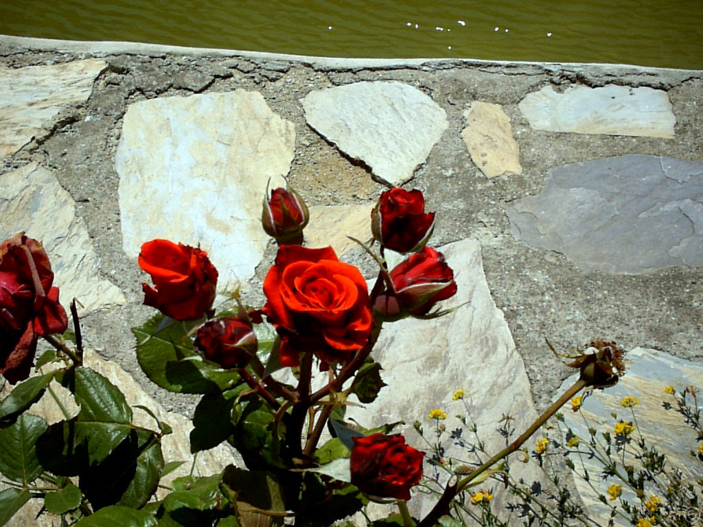 Red rose photo.
