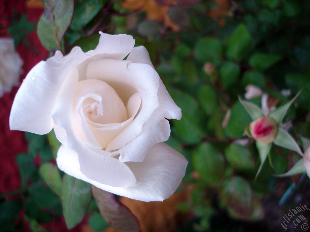 White rose photo.
