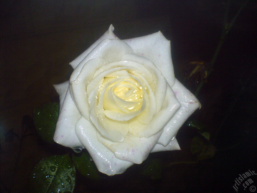 White rose photo.
