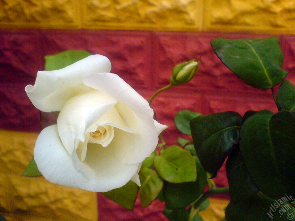 White rose photo.
