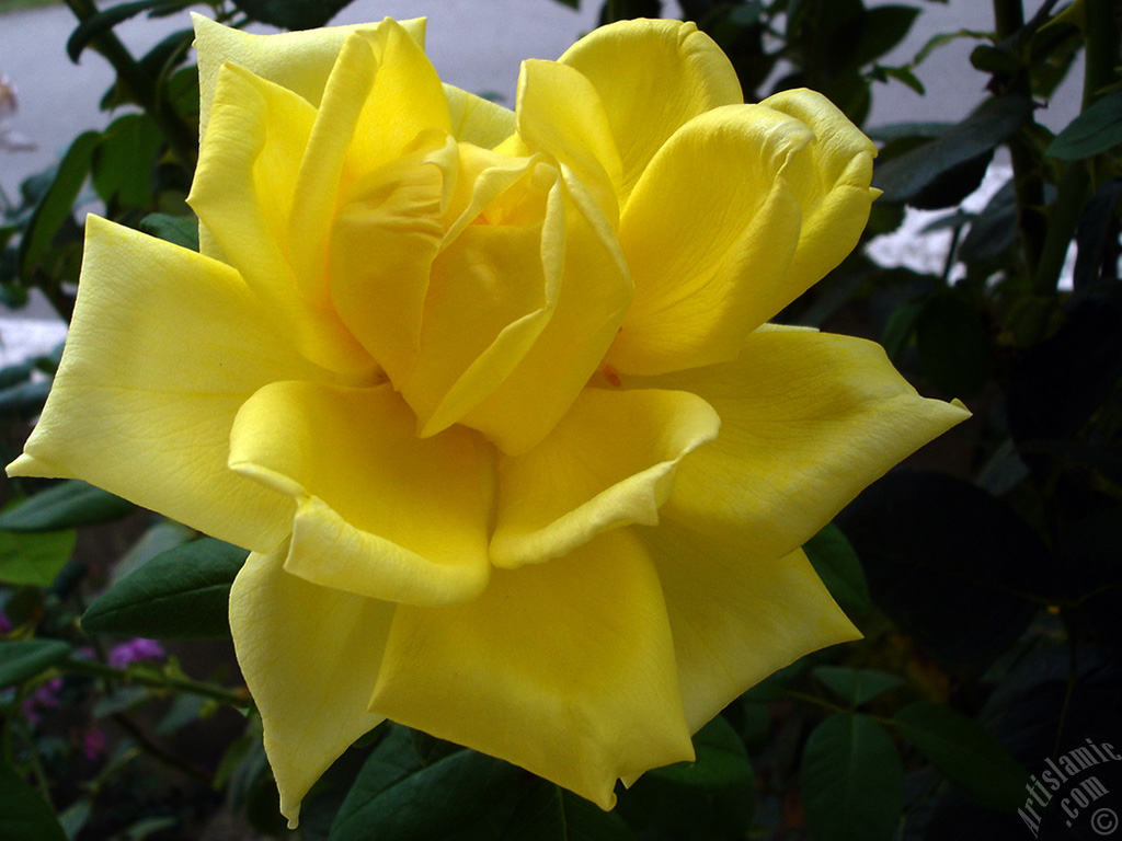 Yellow rose photo.
