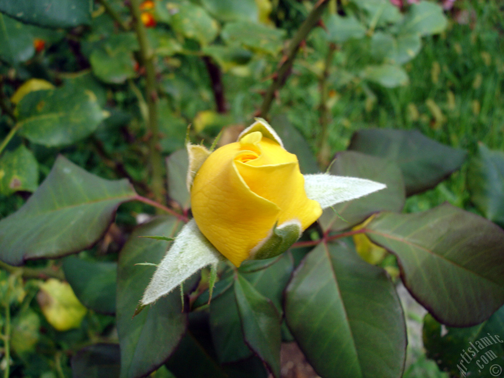 Yellow rose photo.
