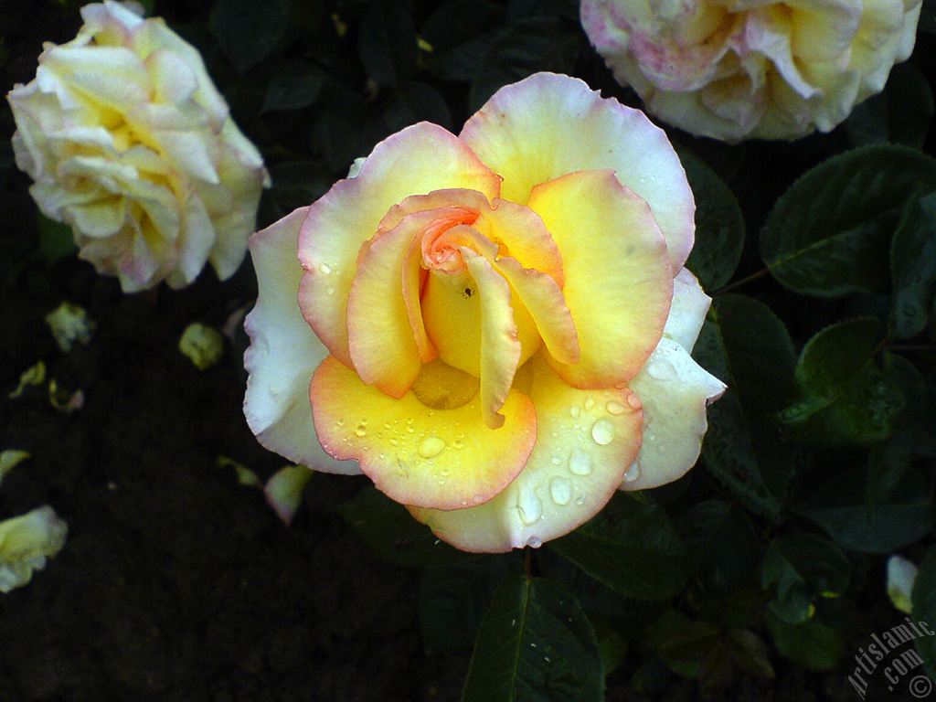 Yellow rose photo.
