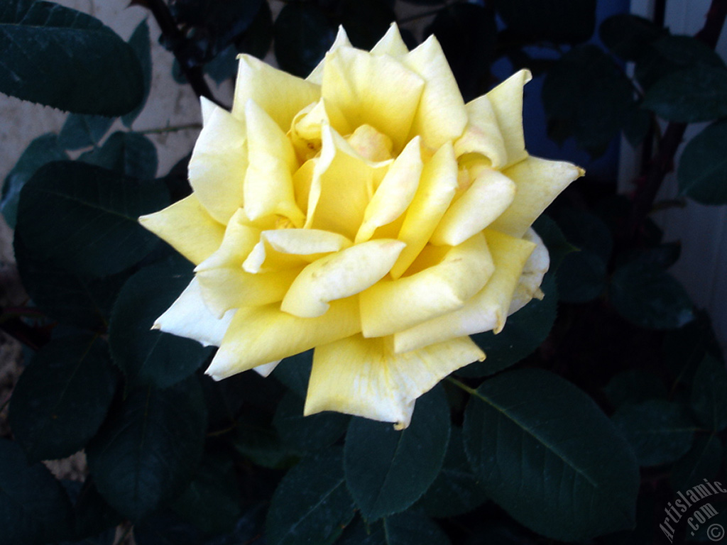 Yellow rose photo.
