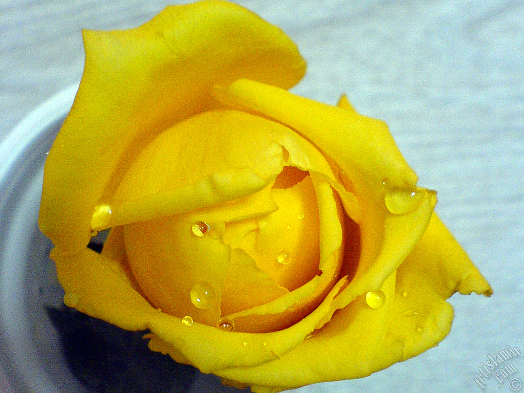 Yellow rose photo.
