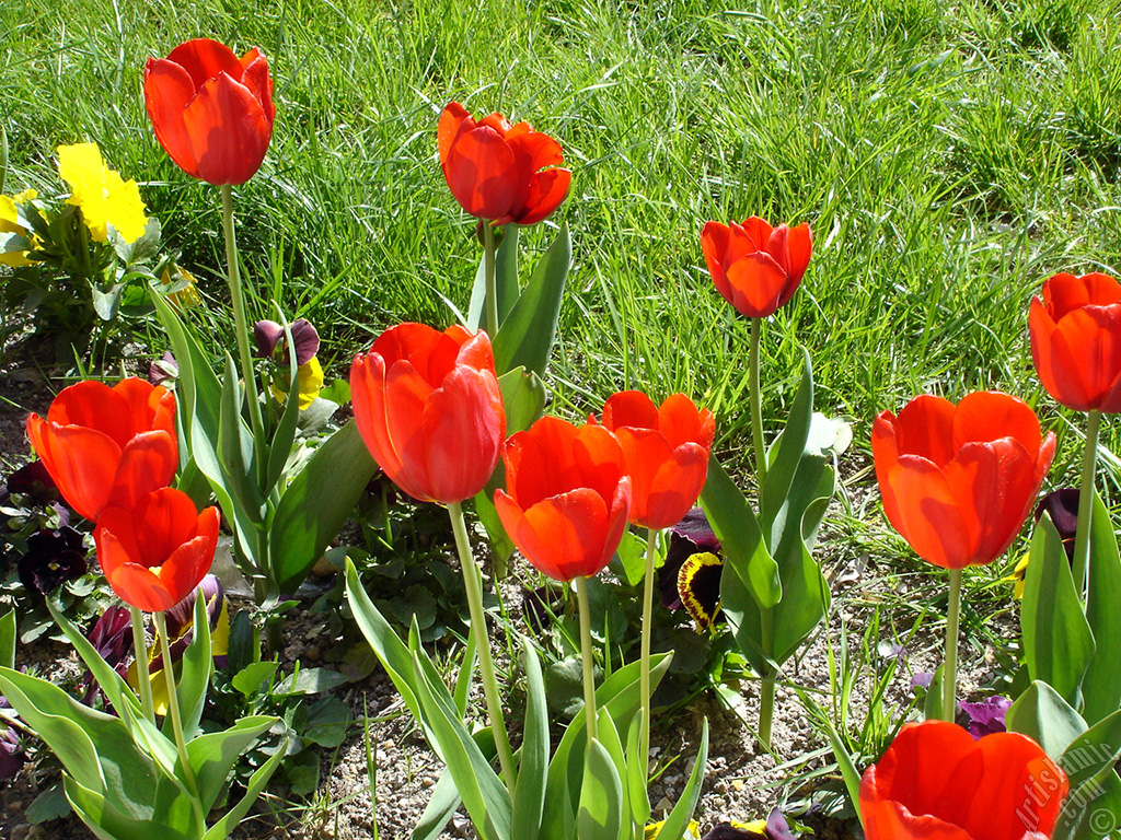 Red Turkish-Ottoman Tulip photo.
