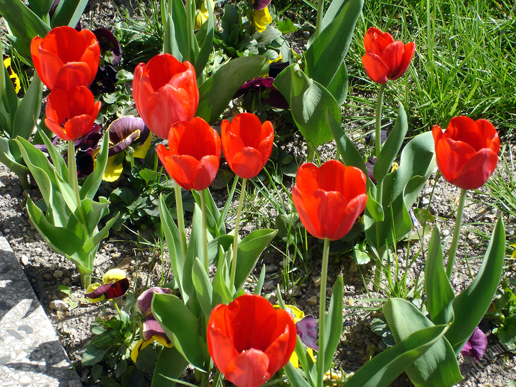 Red Turkish-Ottoman Tulip photo.
