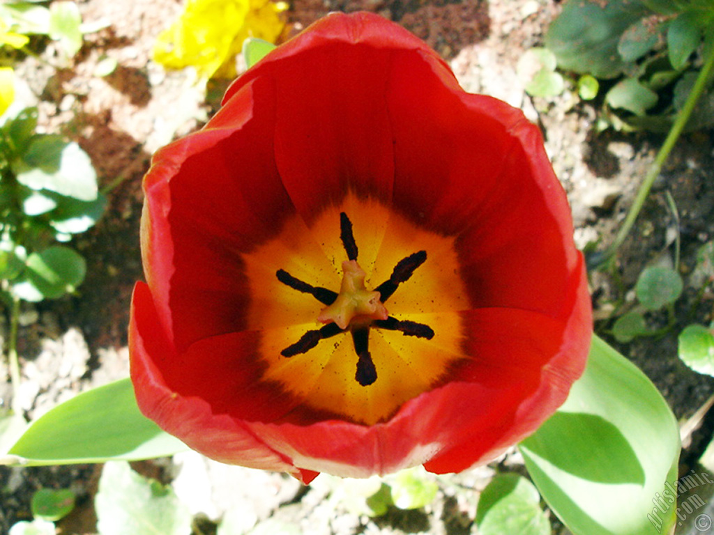 Red Turkish-Ottoman Tulip photo.
