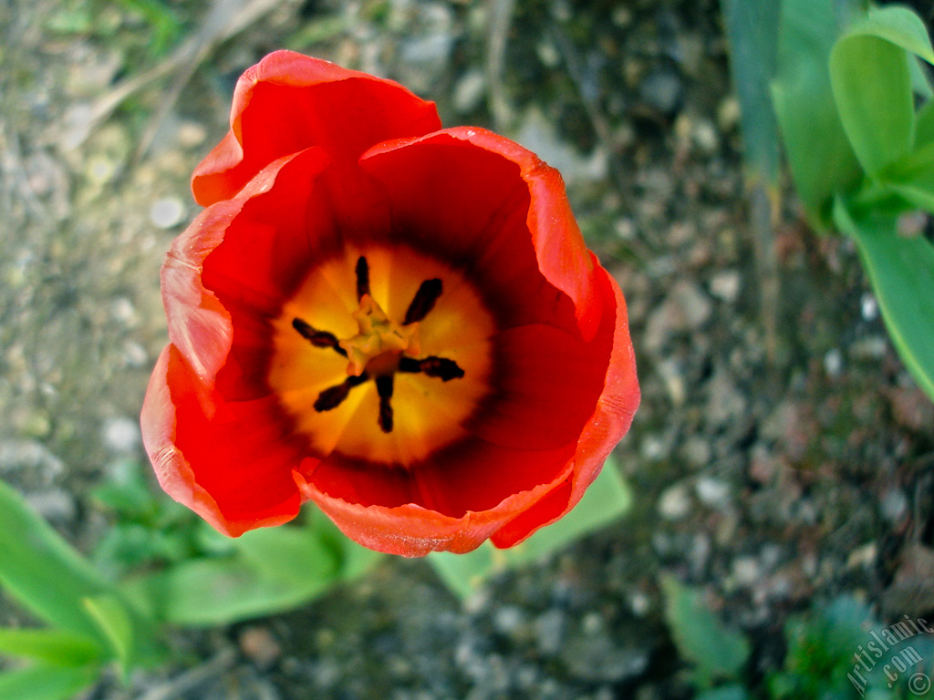 Red Turkish-Ottoman Tulip photo.
