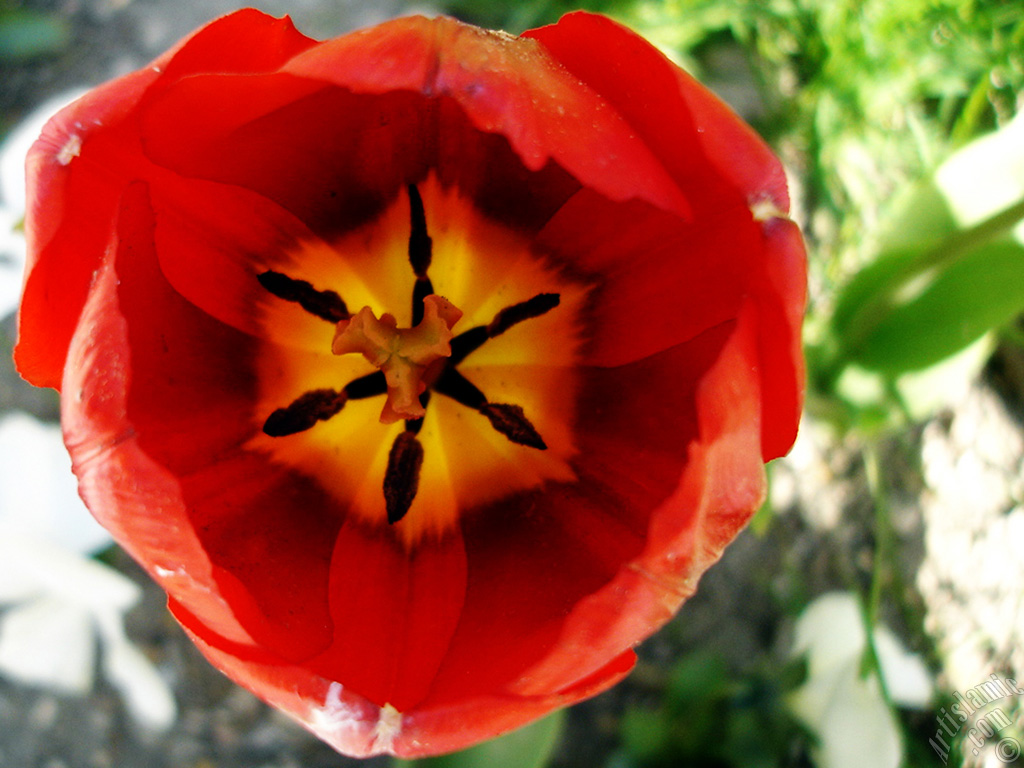 Red Turkish-Ottoman Tulip photo.
