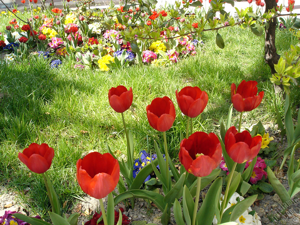 Red Turkish-Ottoman Tulip photo.
