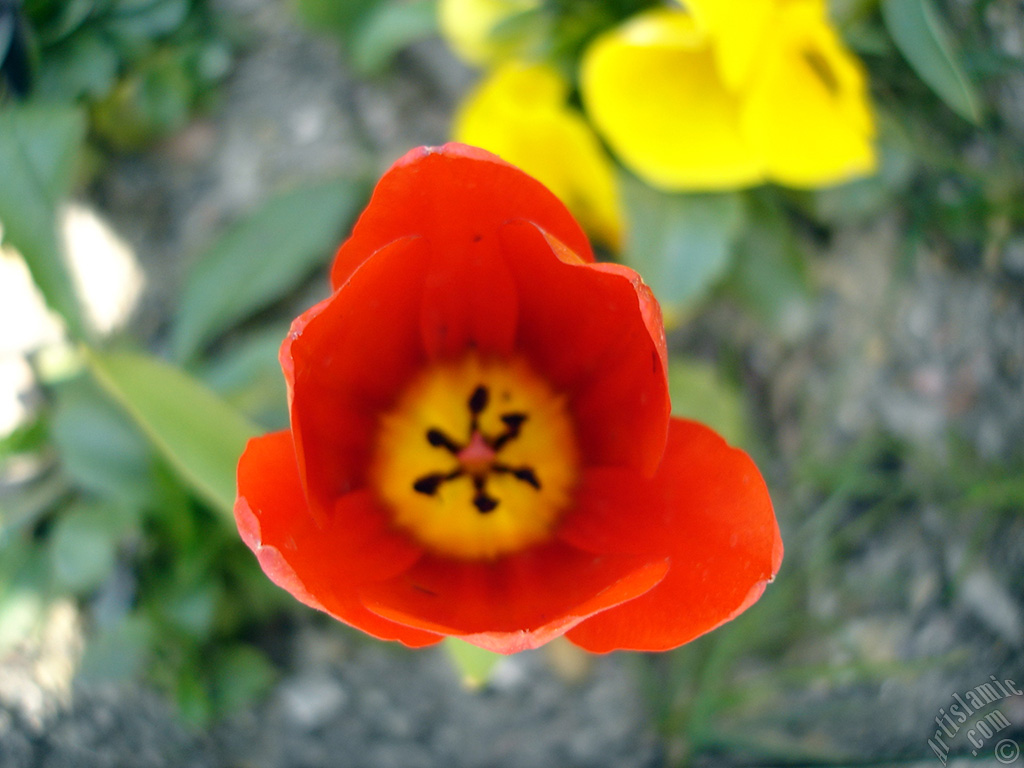 Red Turkish-Ottoman Tulip photo.
