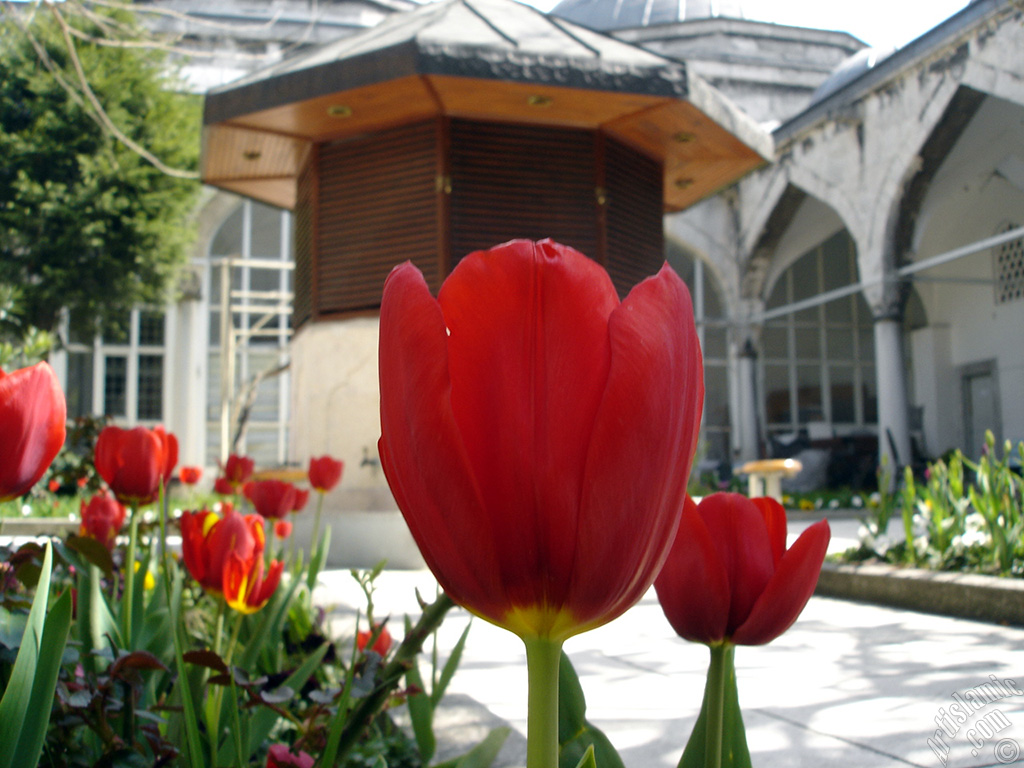 Red Turkish-Ottoman Tulip photo.
