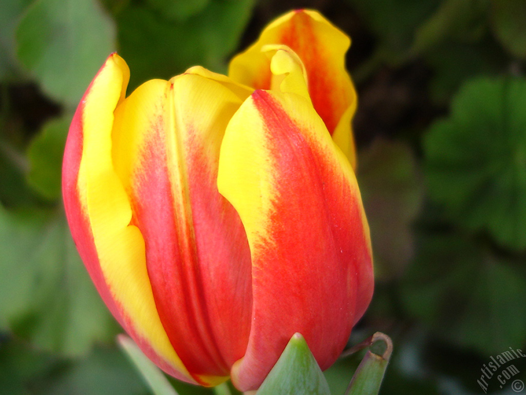 Red-yellow color Turkish-Ottoman Tulip photo.
