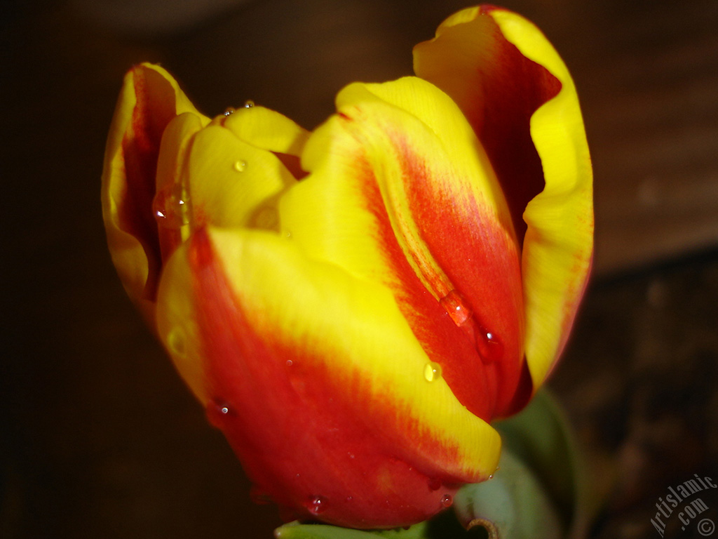 Red-yellow color Turkish-Ottoman Tulip photo.
