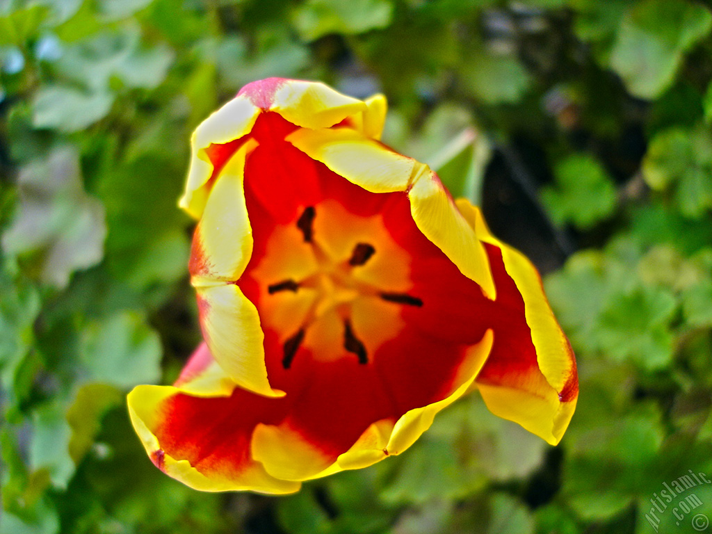 Red-yellow color Turkish-Ottoman Tulip photo.
