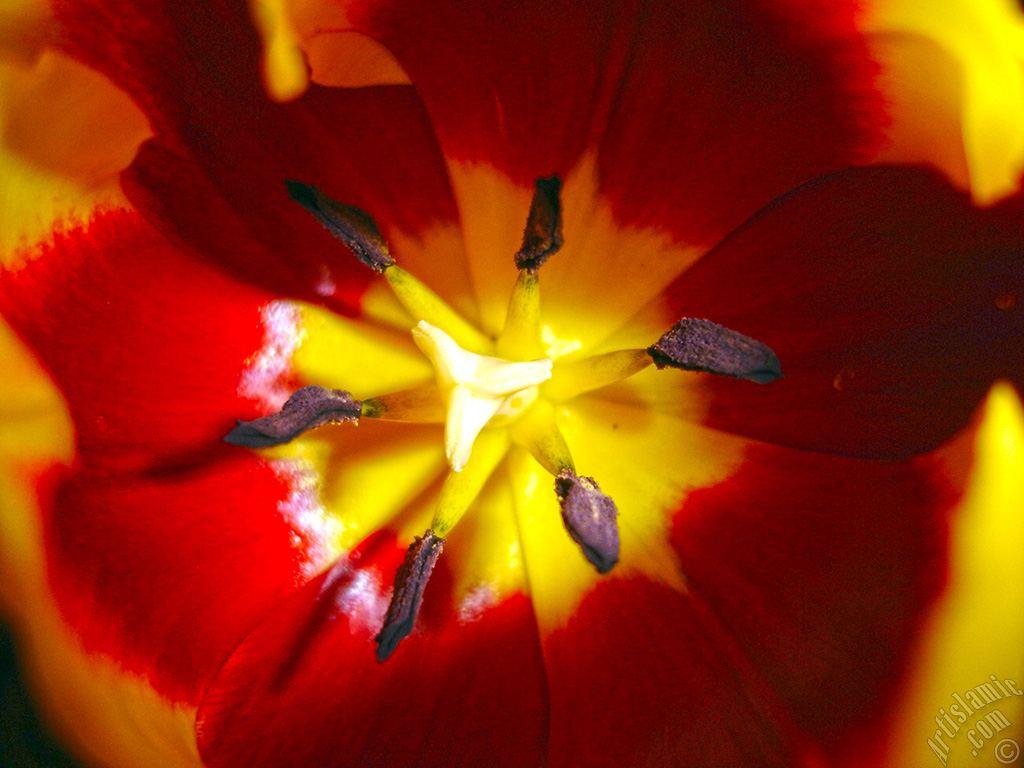 Red-yellow color Turkish-Ottoman Tulip photo.
