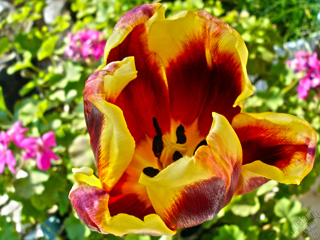 Red-yellow color Turkish-Ottoman Tulip photo.
