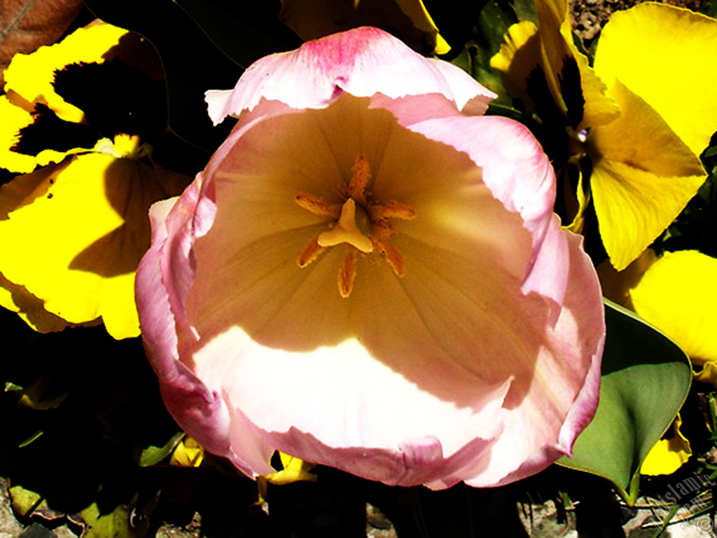 Pink color Turkish-Ottoman Tulip photo.
