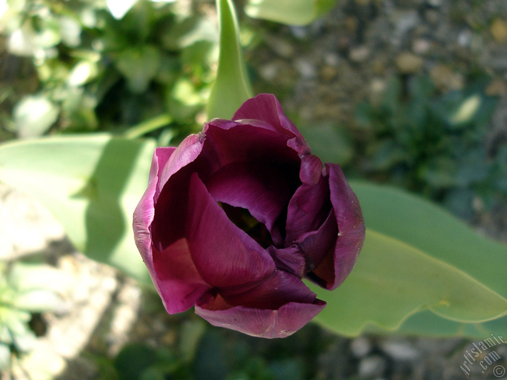 Purple color Turkish-Ottoman Tulip photo.
