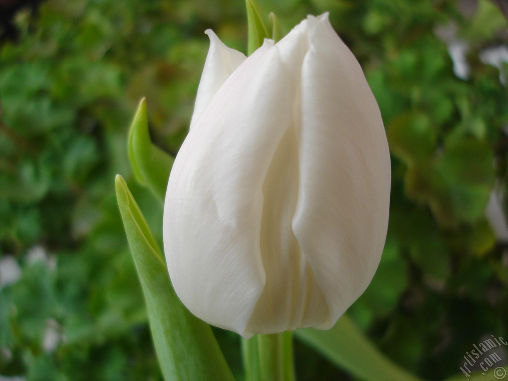 White color Turkish-Ottoman Tulip photo.
