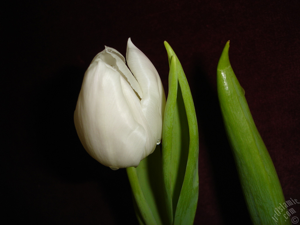 White color Turkish-Ottoman Tulip photo.
