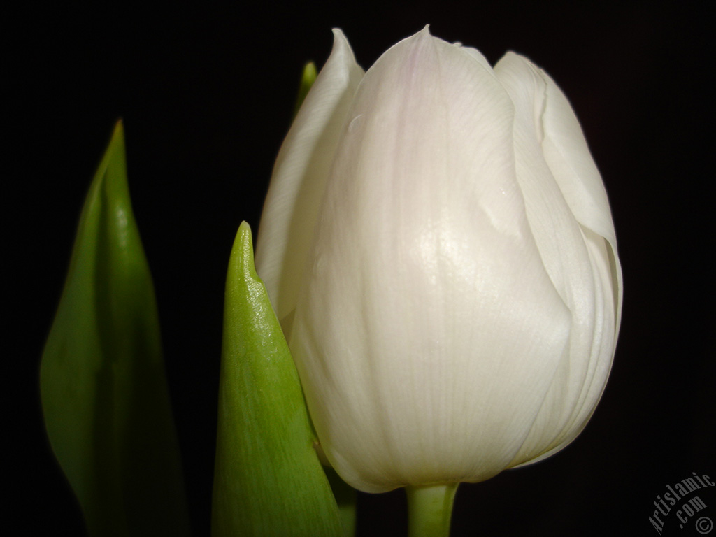 White color Turkish-Ottoman Tulip photo.
