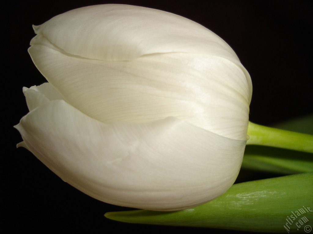 White color Turkish-Ottoman Tulip photo.
