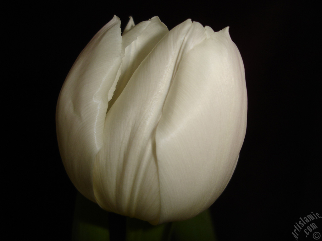 White color Turkish-Ottoman Tulip photo.
