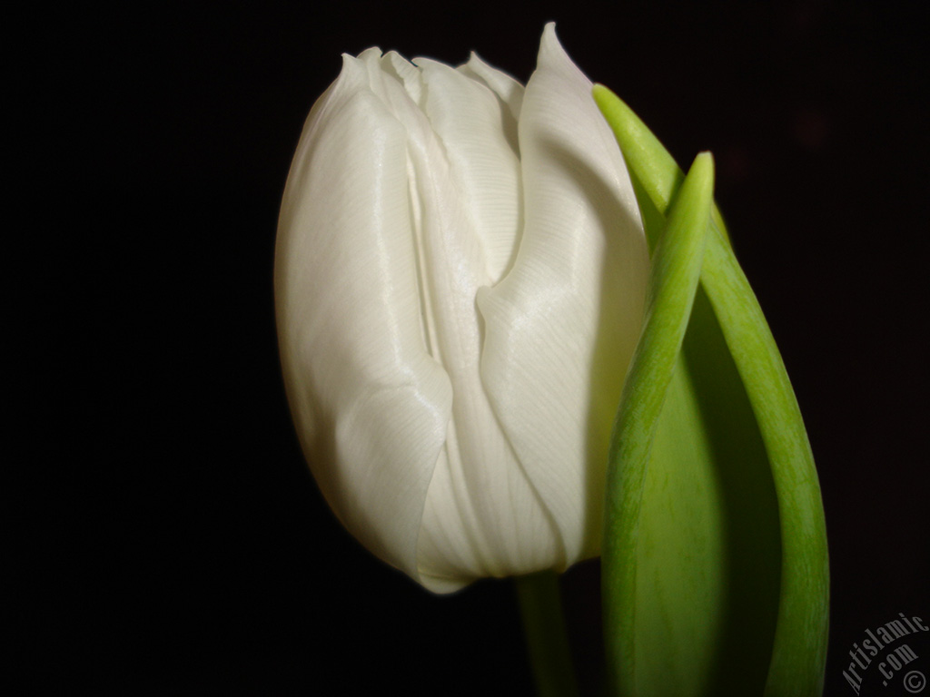 White color Turkish-Ottoman Tulip photo.
