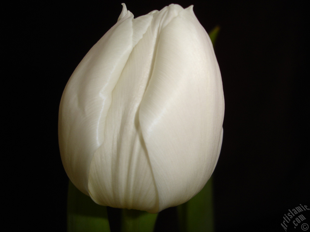 White color Turkish-Ottoman Tulip photo.
