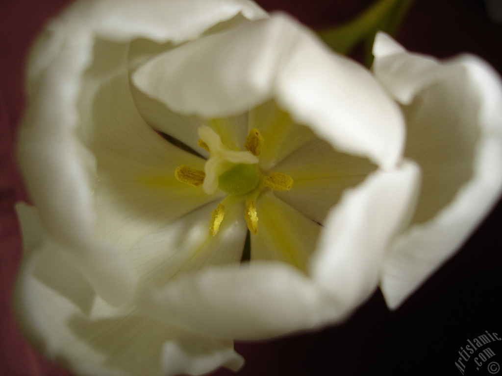 White color Turkish-Ottoman Tulip photo.
