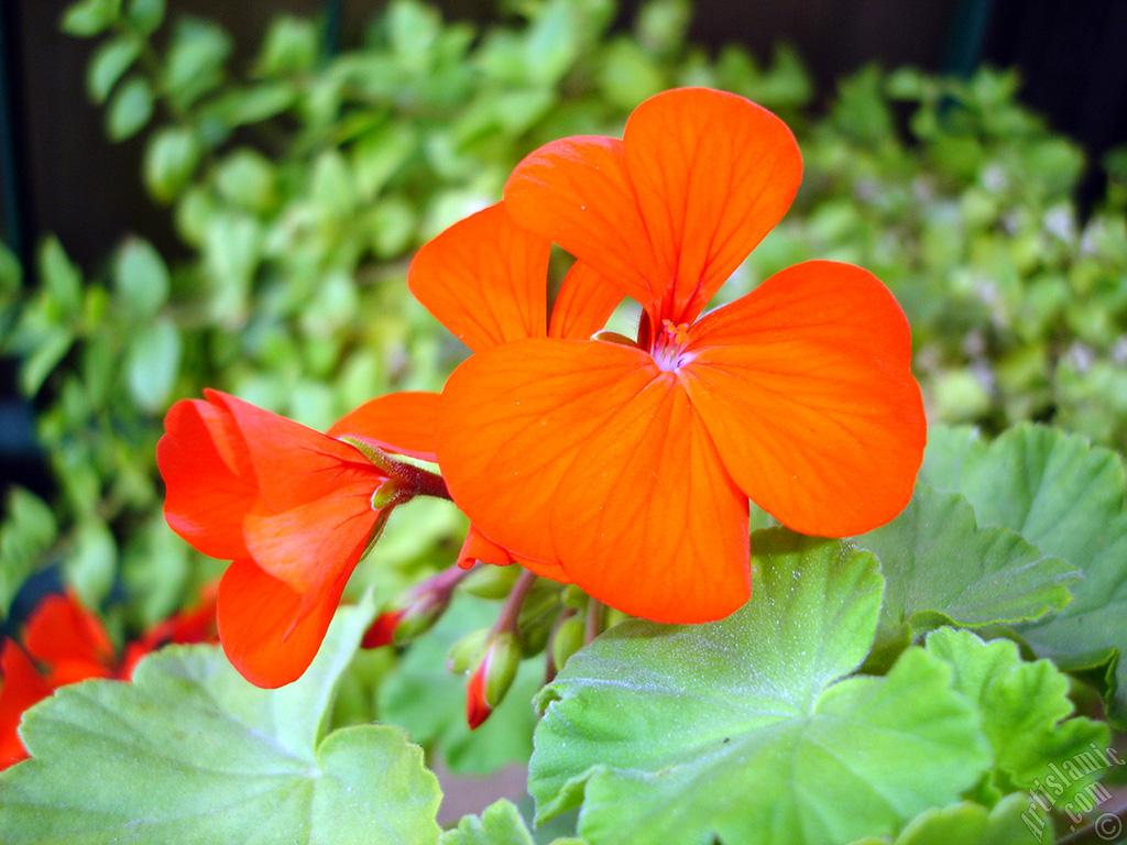 Red Colored Pelargonia -Geranium- flower.
