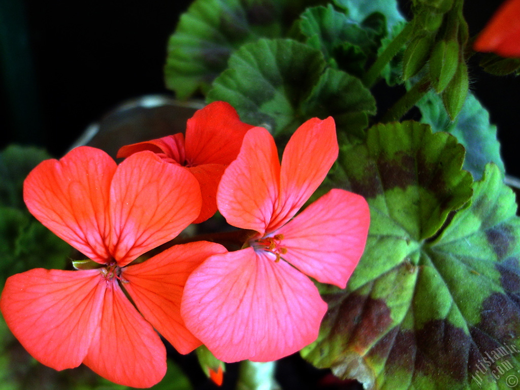 Red Colored Pelargonia -Geranium- flower.
