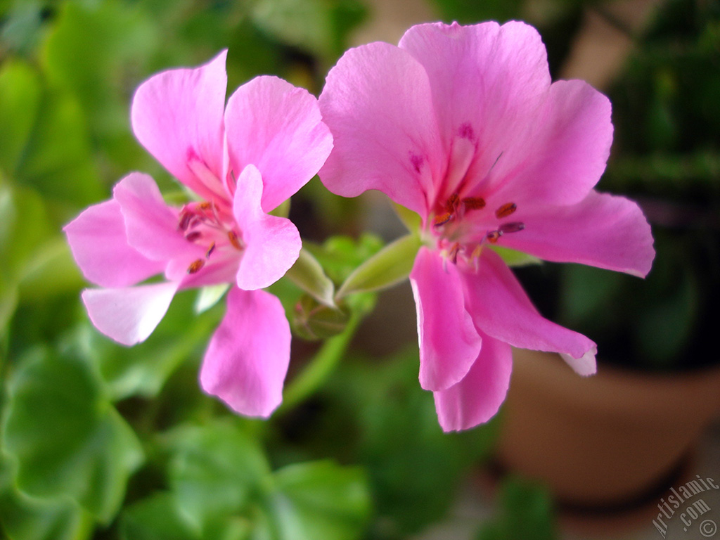 Pink Colored Pelargonia -Geranium- flower.
