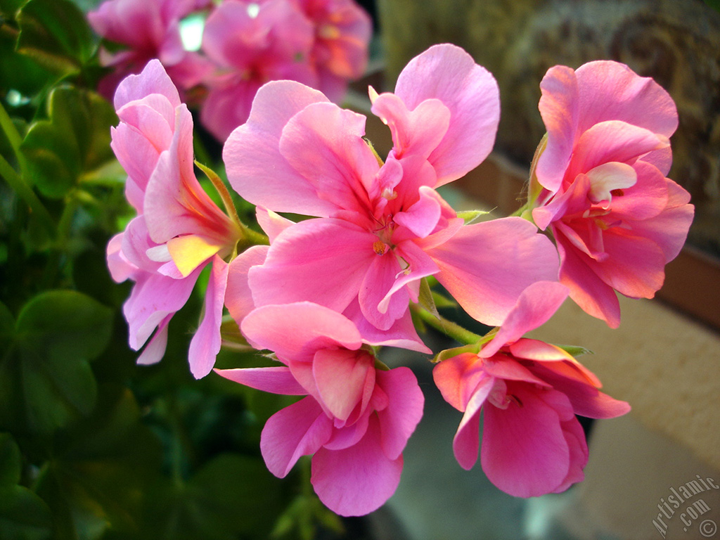 Pink Colored Pelargonia -Geranium- flower.
