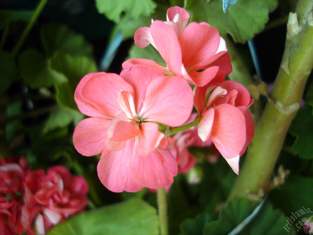 Pink Colored Pelargonia -Geranium- flower.
