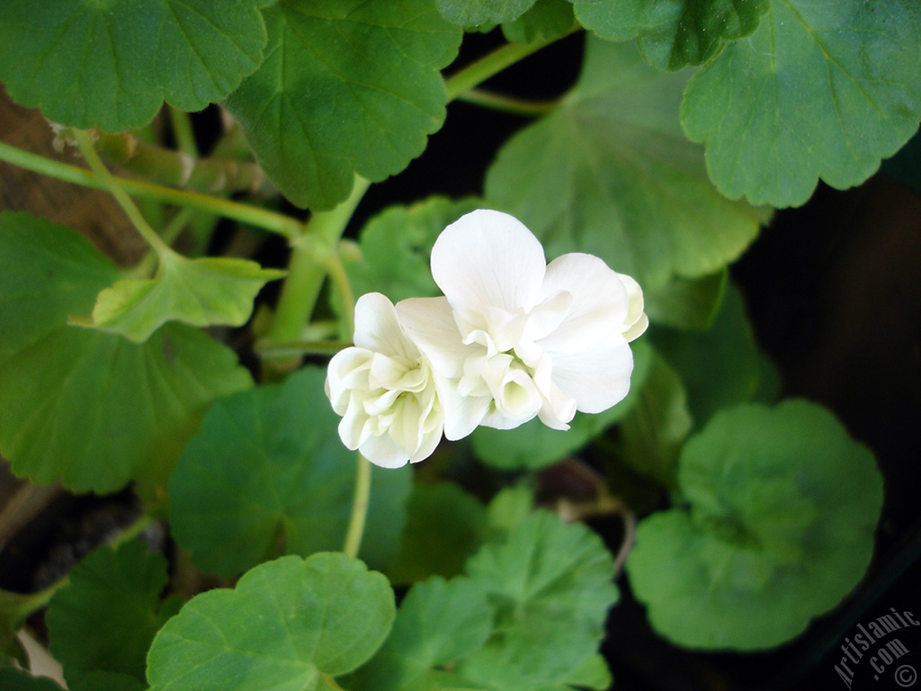 White color Pelargonia -Geranium- flower.
