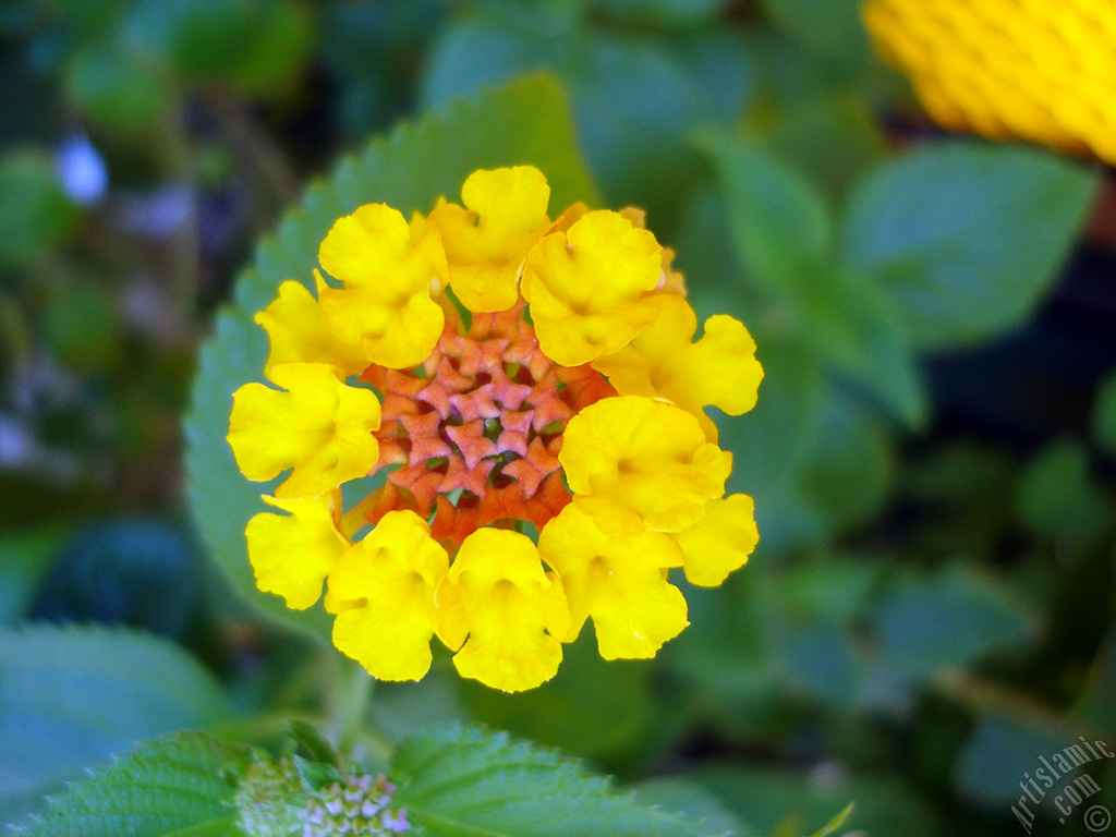 Lantana camara -bush lantana- flower.
