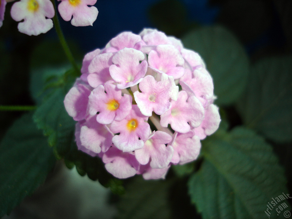 Lantana camara -bush lantana- flower.
