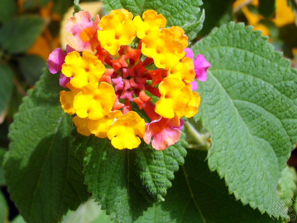 Lantana camara -bush lantana- flower.
